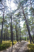 Wanderweg zum Wydma Czołpińska im Slowinzischen Nationalpark in Hinterpommern, Polen. Aufnahme: 18. August 2020.