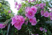 Malve am 3.7.2020 in Hamburg-Billstedt