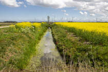 24.4.2020 Rapsblüte im Zeteler Esch. Im Hintergrund ist ein für unsere Gegend typischer Windpark zu sehen / Zetel-Friesland