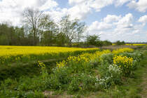 24.4.2020 Rapsblüte im Zeteler Esch / Zetel-Friesland