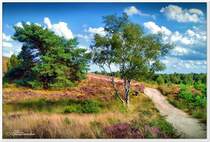 Sommer im Radenbachtal, Naturschutzgebiet Lüneburger Heide zwischen Undeloh & Döhle.
Wanderweg über dem Radenbach zur Heideblüte im August 2020.