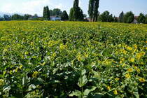 blühendes Topinamburfeld in der Rheinebene, ca.90 % der kartoffelähnlichen Knollen werden zu hochprozentigen Spirituosen verarbeitet, Juli 2018