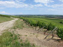 Weinberge bei Bau-Bickelheim, Lkr. Alzey-Worms (13.06.2020)