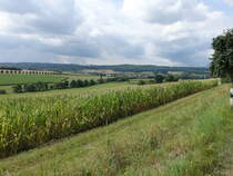 Maisfelder bei Allmenrod, Vogelsbergkreis (15.08.2020)