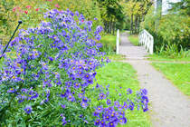 Tating auf der Halbinsel Eiderstedt - Blumen im Hochdorfer Garten. Aufnahme: 20. Oktober 2020.