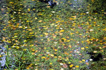 Tating auf der Halbinsel Eiderstedt - Blätter auf dem Wasser im Hochdorfer Garten. Aufnahme: 20. Oktober 2020.
Aufnahme: 20. Oktober 2020.