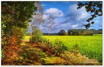 Am Waldrand bei Wesseloh im Heidekreis. Nun zeigt sich auch wieder einmal die Sonne, oft nur für wenige Minuten und die muss man nutzen. Neben dem bunten Laub, sorgt der weiße Senf für weitere Farbakzente. Ende Oktober 2020.