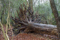 7.1.2021 - Zetel Urwald - umgestürzter Baum