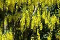 Hamburg am 1.6.2021: Goldregen im Stadtpark (Winterhude) /