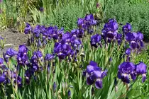 Hamburg am 1.6.2021: im Stadtpark (Winterhude) /