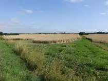 Getreidefelder bei Hove auf Seeland, Dänemark (17.07.2021)