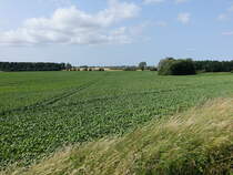Zuckerrübenfeld bei Horbelev auf Lolland (18.07.2021)