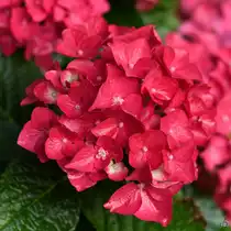 Prächtige Hortensienblüten in unserem Garten. (Hattingen, Juli 2017)