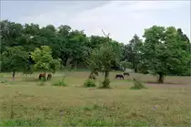 Über dem Remstal -

Pferde beim Landgut Burg auf einem Höhenrücken zwischen Weinstadt-Strümpfelbach und Beutelsbah gelegen.

24.07.2021 (M)