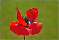 Die Mohnblume entfaltet sich in ganzer Schönheit.
(20.07.2021)