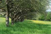 Obstbaumwiese -

Landschaft zwischen Waiblingen Korber Höhe und Waiblingen Beinstein.
 
13.05.2021 (M)