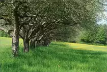 Obstbaumwiese -

Landschaft zwischen Waiblingen Korber Höhe und Waiblingen Beinstein.
 
13.05.2021 (M)