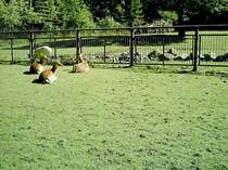 Dammwild beim wiederk�un ihrer Mahlzeit