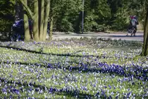 Krokusblüte im Rendsburger Stadtpark. Aufnahme: 7. März 2022.