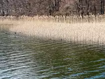 Uferrand des Scharmützelsee am 05. März 2022.