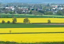 Rapsfelder bei Euskirchen - 23.04.2022