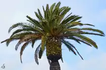 Eine Palme auf dem Lissaboner Flughafengelände. (Februar 2011)