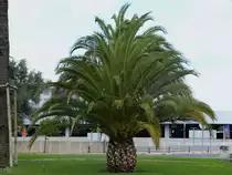 Auf dem Lissaboner Flughafengelände war Mitte Februar 2011 diese Palme zu sehen.