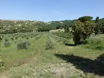 Olivenhain bei Citta della Pieve, Umbrien (21.05.2022)