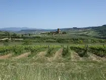 Weinberge bei Castel Viscardo, Umbrien (21.05.2022)