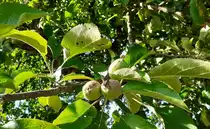 Am Obstgehölz bilden sich die ersten Fruchtstände aus. Reichenbuch  den 26.5.2022 