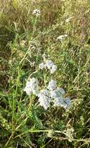 Dank moderner Spritzmittel recht seltenfeworden am Feldrain, Schafgarbe. Reichenbuch den 26.5.2022