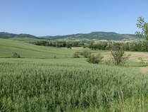 Hügellandschaft bei Proceno, Provinz Viterbo (21.05.2022)