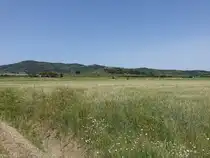 Getreidefelder bei Vetulonia, Provinz Grosseto (22.05.2022)