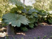 Mammutstaude das Blatt dieser Staude kann 2 Meter im Durchmesser werden.Es gibt in der Staudenwelt keine andere Pflanze in dieser Gr��e ein ausgewachsener Mensch findet bequem Platz unter ihr