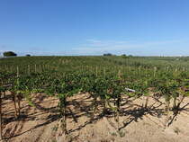 Weinberge bei Barletta, Apulien (27.09.2022)