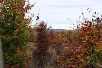 Herbstlich buntes Laub an der Hahnenkleer Waldstraße und Blick hinüber zu Bergen jenseits des Odertals; Aufnahme vom späten Nachmittag des 23.10.22 an der Hahnenkleer Waldstraße...