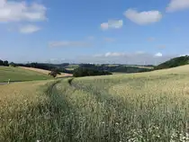 Getreidefelder bei Heidweiler, Osteifel (23.06.2022)