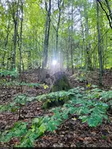 Lichtblicke auf der Wanderung vom Großen Knollen zurück nach Bad Lauterberg im Harz. Wenige Minuten vorher hatte es schlagartig gehagelt.

🕓 15.10.2023 | 15:11 Uhr