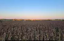 Goldene Abendstimmung am Autobahn-Parkplatz Pappelgrund bei Halle (Saale). Der Jahreszeit entsprechend sind die Sonnenblumen im Vordergrund bereits verdorrt.

🕓 15.10.2023 | 18:08 Uhr