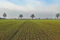 Acker mit Frischpflanzen und Bäumen bei Euskirchen - 03.12.2023