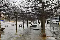 Rhein-Hochwasser in Remagen am 16.12.2023