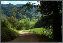 Weg vom Sonnhaldenberg hinab ins Obermünstertal im Schwarzwald. (29.09.2023)