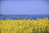 Blick �ber die Wohlenberger Wiek (Ostsee) w�hrend der Rapsbl�te [Mai 2005]