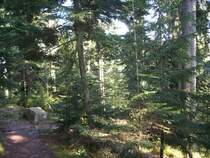 M�rchenhafter Tannenwald bei Bad Wildbad (W�rttemberg)