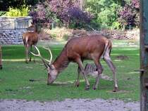 Rotwild beim �hsen  und dabei lassen sie sich auch nicht st�hren