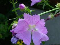 Moschus-Malve (Malva Moschata) im Sommer 2006