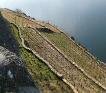 Im Lavaux hat es bis zu 40 Weinbergterrassenstufen.
Das Gel�nde ist sehr steil und die M�nche die diese Terrassen im Mittelalter teilweise anlegten tranken wohl so manchen guten Tropfen nach schweisstreibender Arbeit.