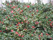 Auch in diesem Fr�hjahr ist in Pillnitz die bl�hende Kamelie wieder eine Pracht - Dresden, 24.03.2007
