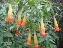 Bereits im Monat M�rz bl�ht in Pillnitz ein Stock Trompetenblumen - 24.03.2007
