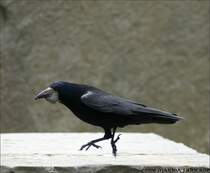 Schmidtchen Schleicher oder auch das Kr�melmonster unter den Raben - Cliffs of Moher, Irland Co. Clare.